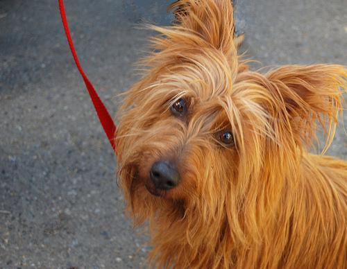 Australian Terrier — 5
