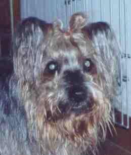Australian Terrier — 6