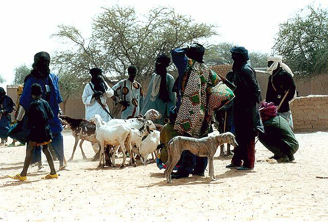 Azawakh — 4