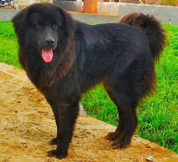 Bakharwal Dog — 1