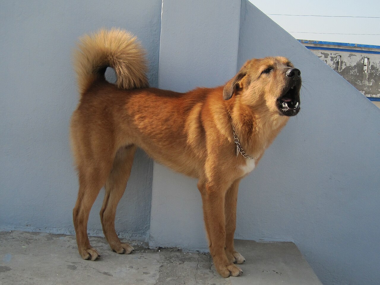 Bakharwal Dog — 2