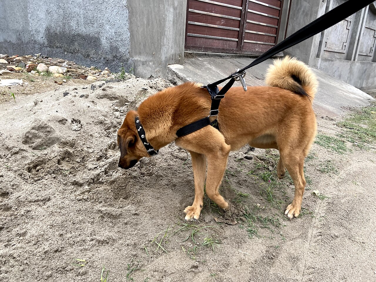 Bakharwal Dog — 3