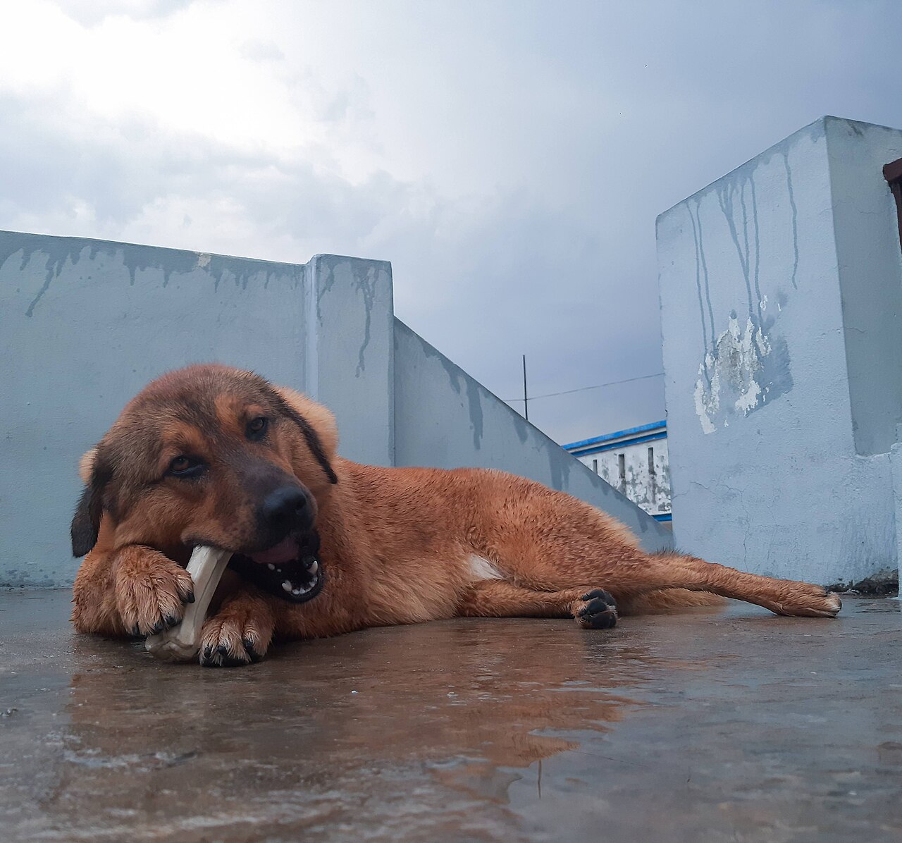 Bakharwal Dog — 4