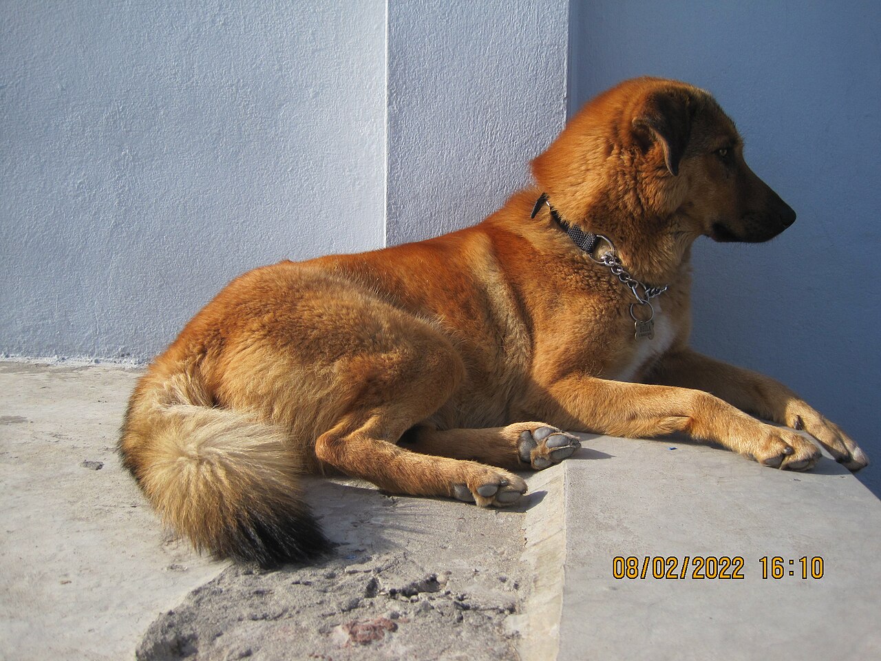 Bakharwal Dog — 5