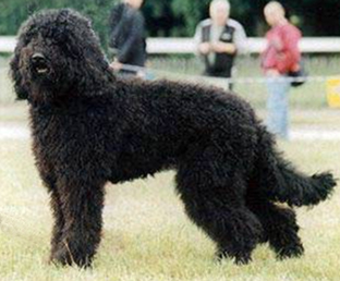 Barbet — 2