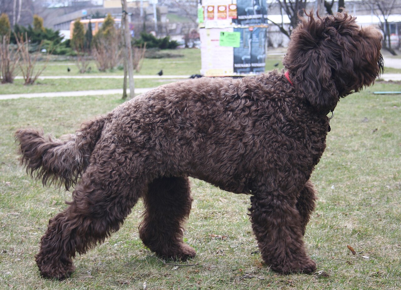 Barbet — 4