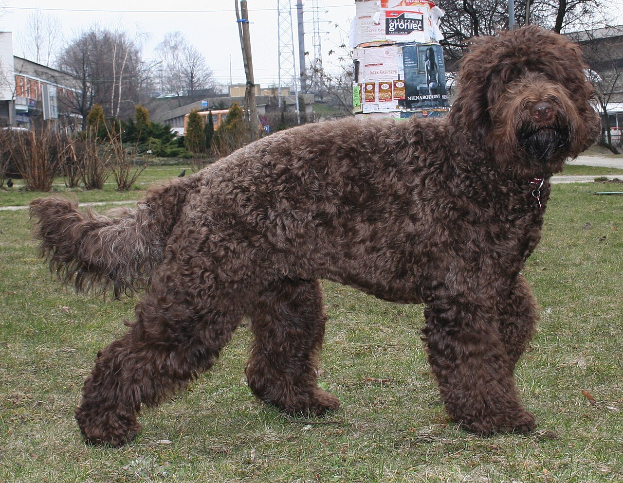 Barbet — 5