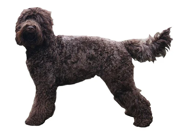 Barbet
