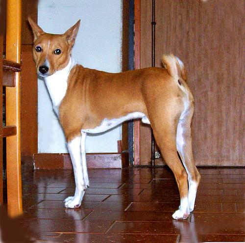 Basenji — 1