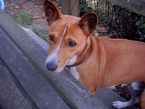 Basenji — 2