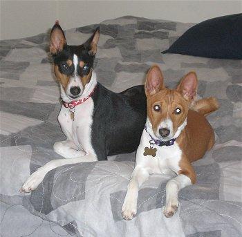 Basenji — 3