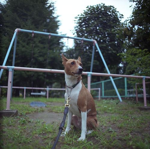 Basenji — 4