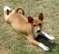 Basenji — 6