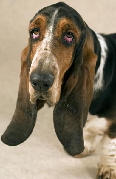 Basset Hound — 1
