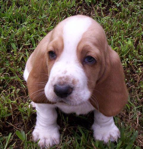 Basset Hound — 2