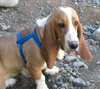 Basset Hound — 3