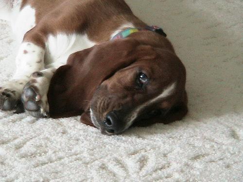 Basset Hound — 4