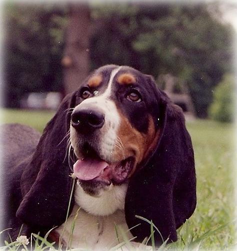Basset Hound — 5