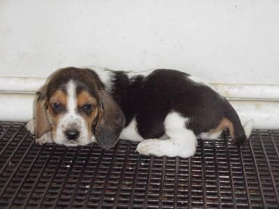 Basset Hound — 6
