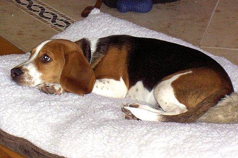 Beagle — 1