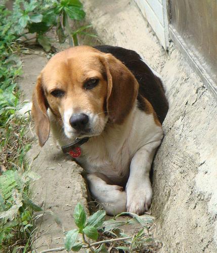 Beagle — 2