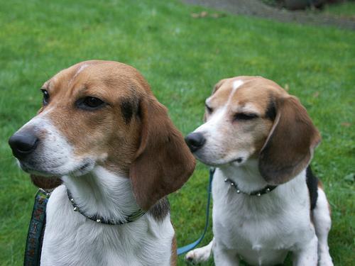 Beagle — 3