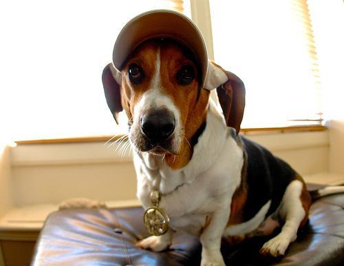 Beagle — 4