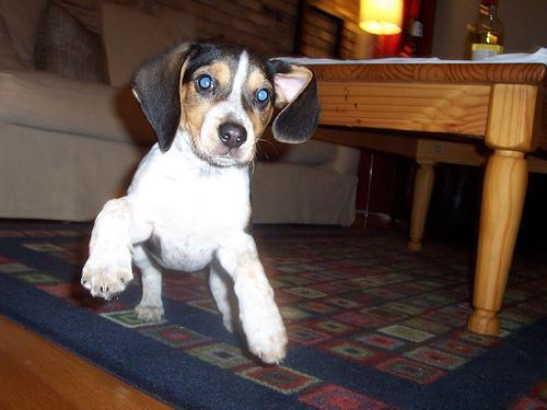 Beagle — 5