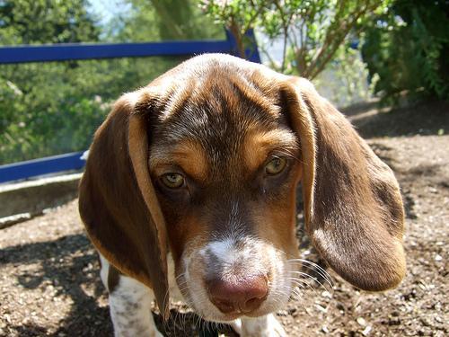 Beagle — 6