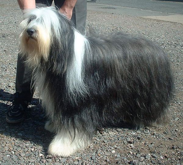 Bearded Collie — 1