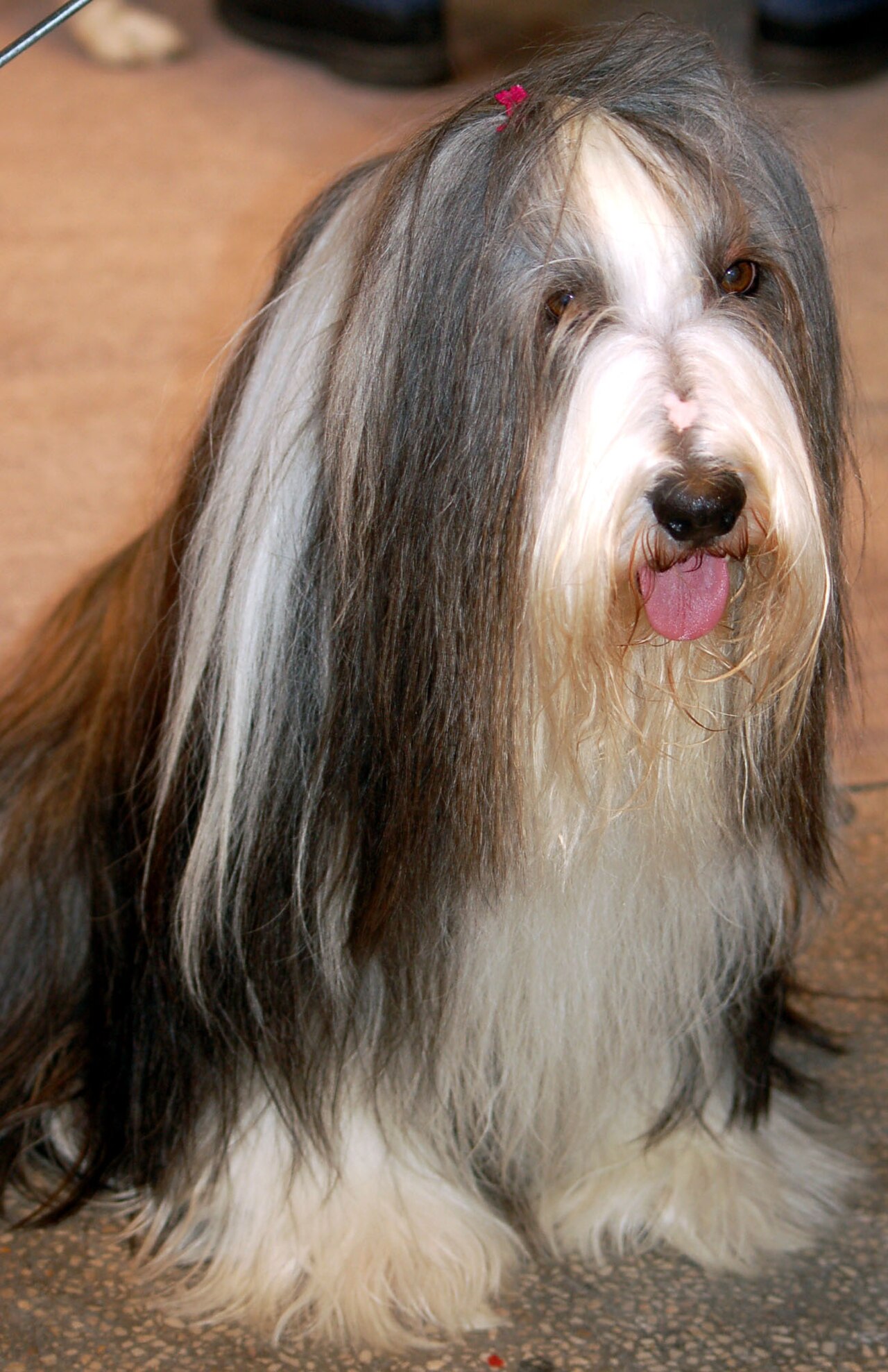 Bearded Collie — 3