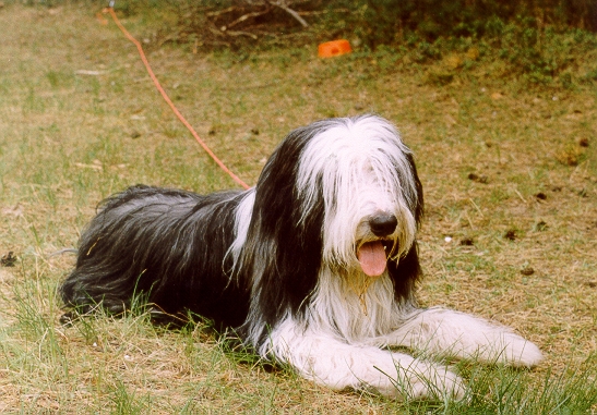 Bearded Collie — 4
