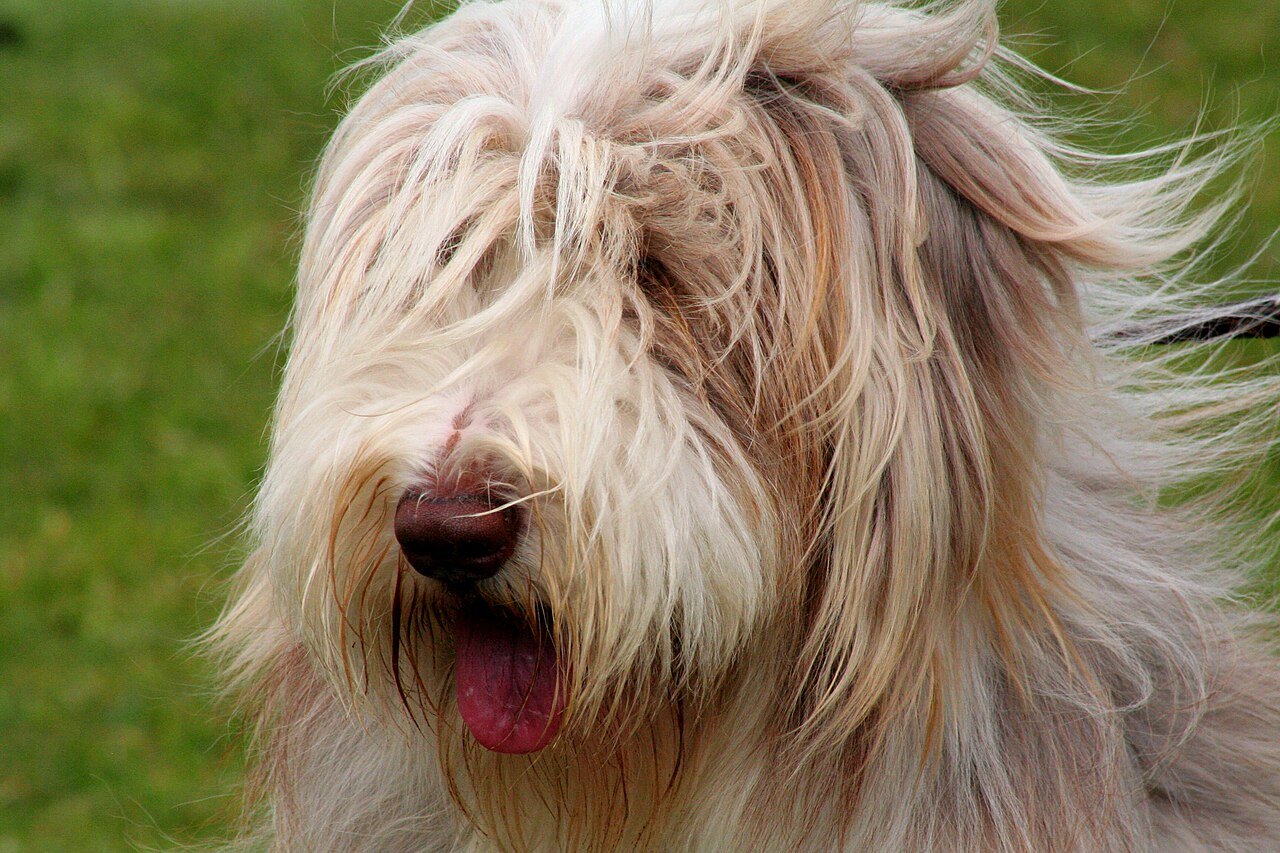 Bearded Collie — 5
