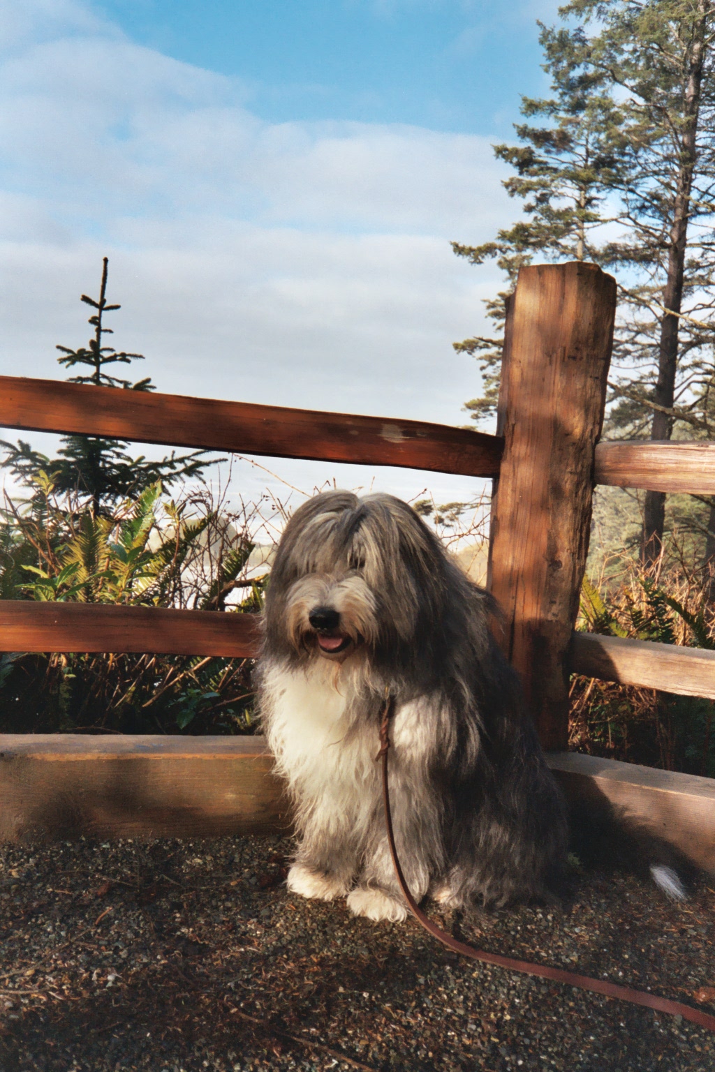 Bearded Collie — 6