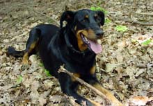 Beauceron — 1