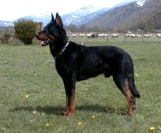 Beauceron — 2