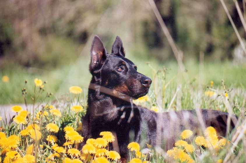 Beauceron — 5