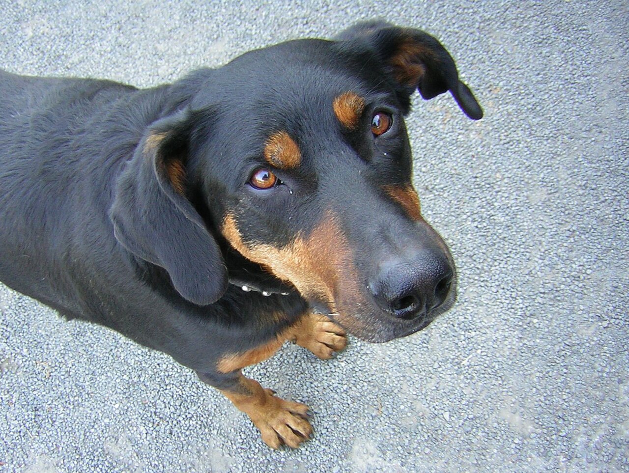 Beauceron — 6