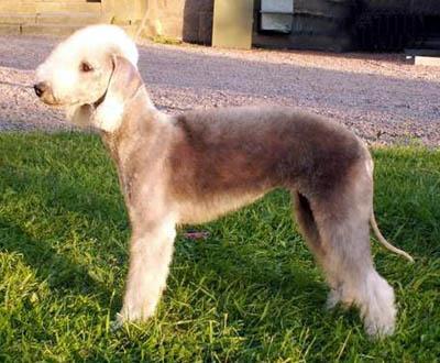 Bedlington Terrier — 1