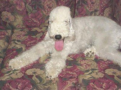 Bedlington Terrier — 2