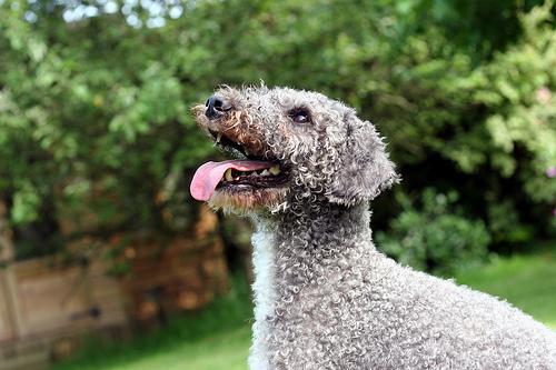 Bedlington Terrier — 3