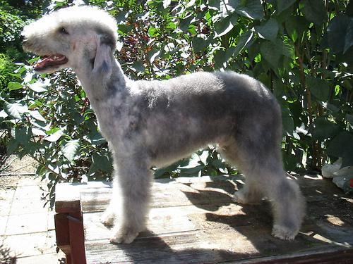 Bedlington Terrier — 4
