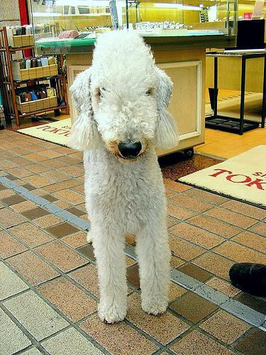 Bedlington Terrier — 5