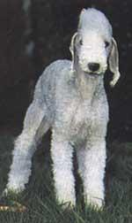 Bedlington Terrier — 6