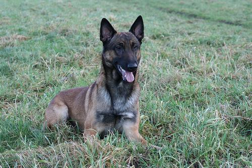 Belgian Malinois — 1