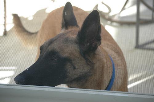 Belgian Malinois — 2