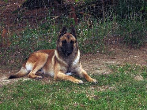 Belgian Malinois — 3