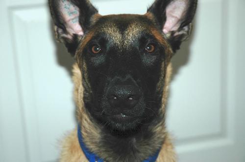 Belgian Malinois — 4