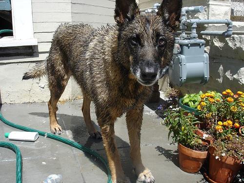 Belgian Malinois — 5