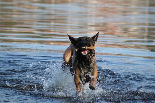 Belgian Malinois — 6